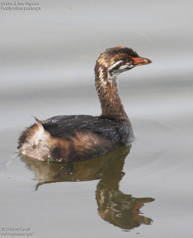 Pied-billed Grebejuvenile