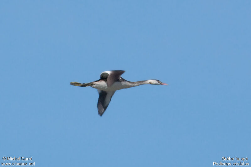 Great Crested Grebeadult post breeding, Flight