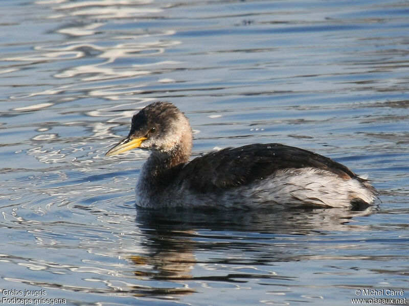 Red-necked Grebeadult post breeding