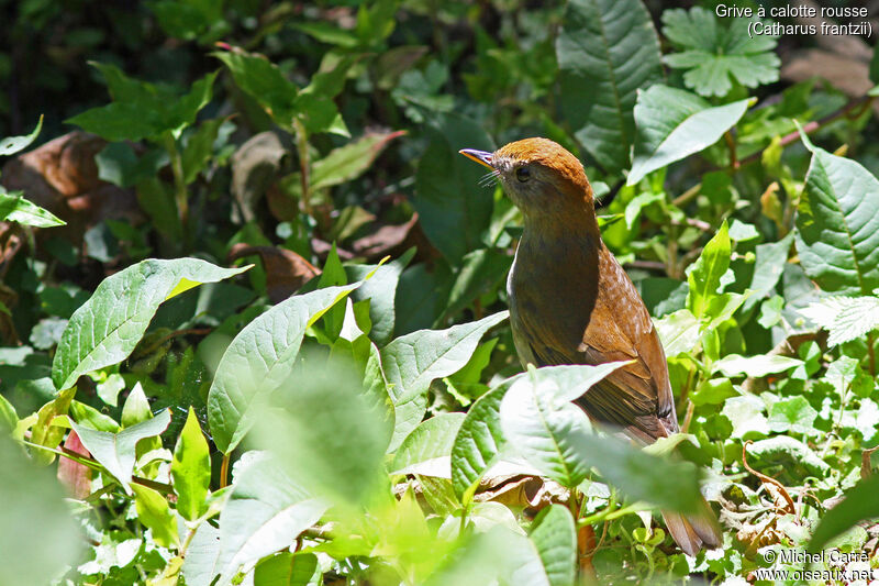 Grive à calotte rousse