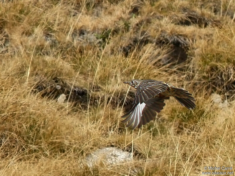 Mistle Thrush, Flight