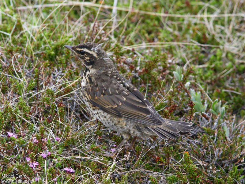 Redwingjuvenile, identification