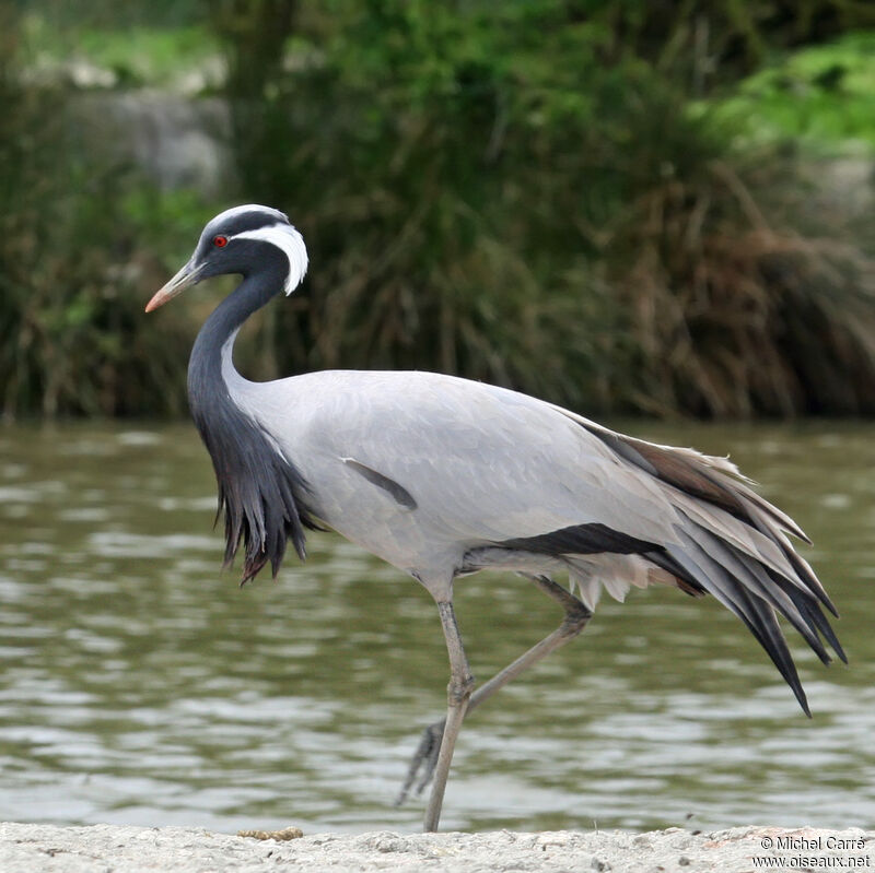 Grue demoiselleadulte