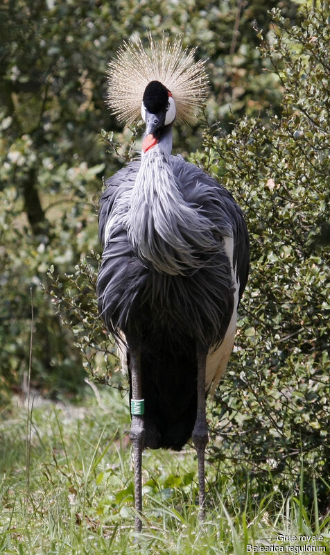 Grey Crowned Crane