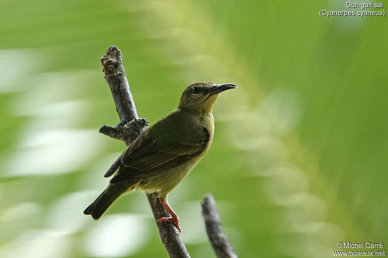 Red-legged Honeycreeper female adult