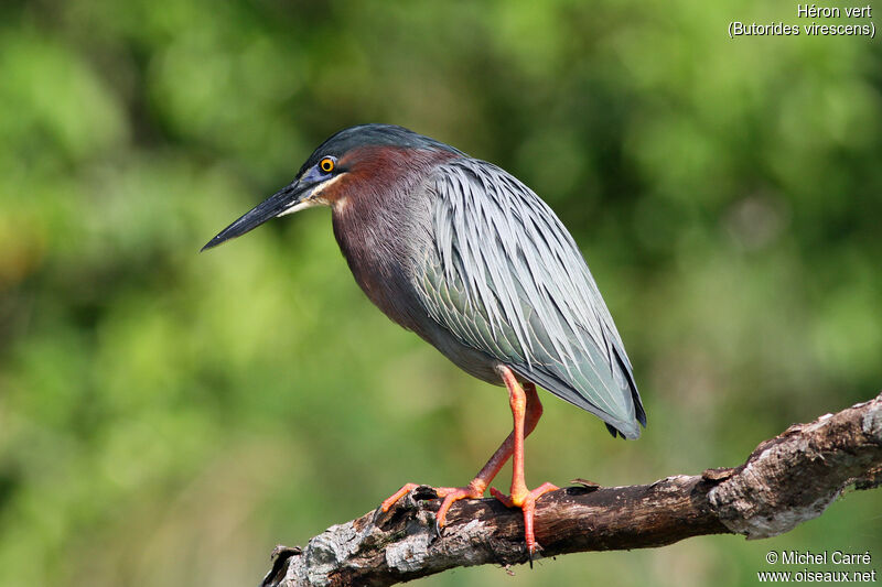 Green Heronadult