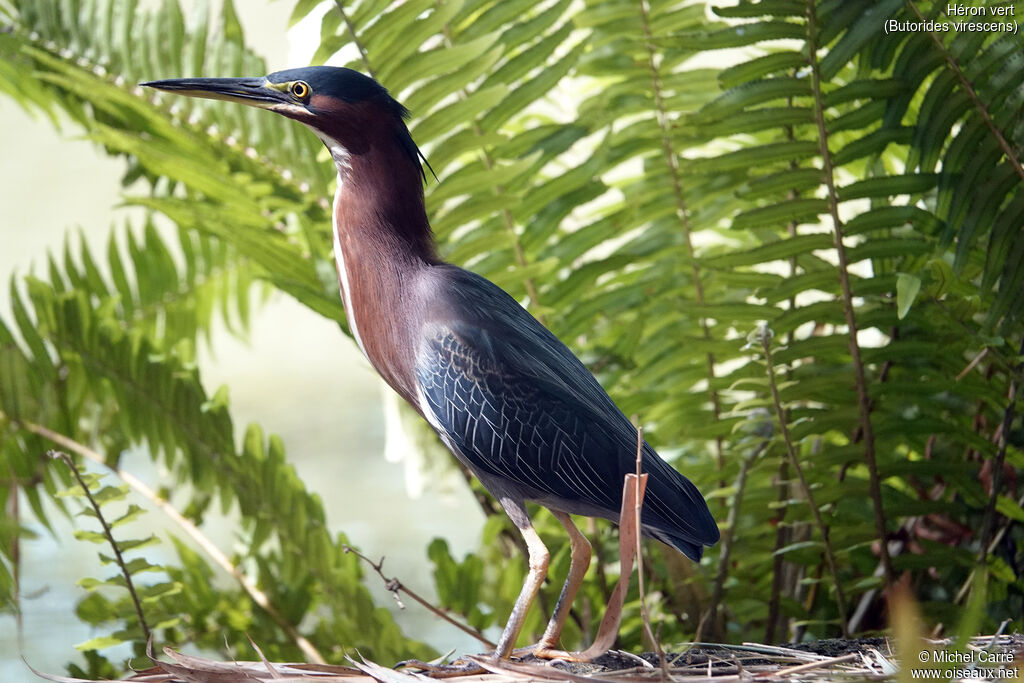 Héron vert
