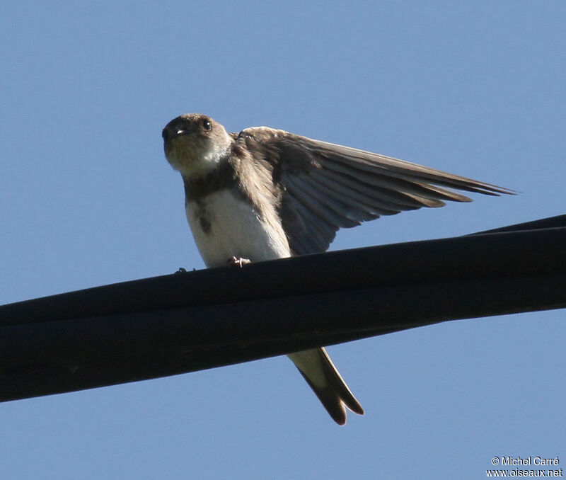 Sand Martin