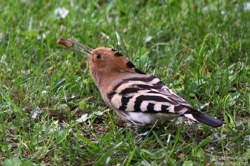 Eurasian Hoopoe