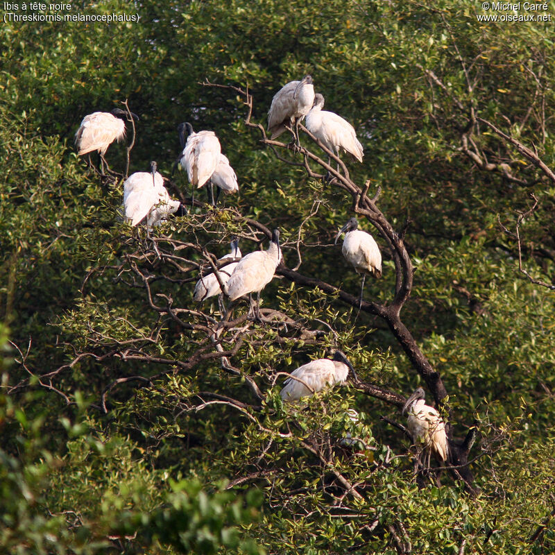 Ibis à tête noire