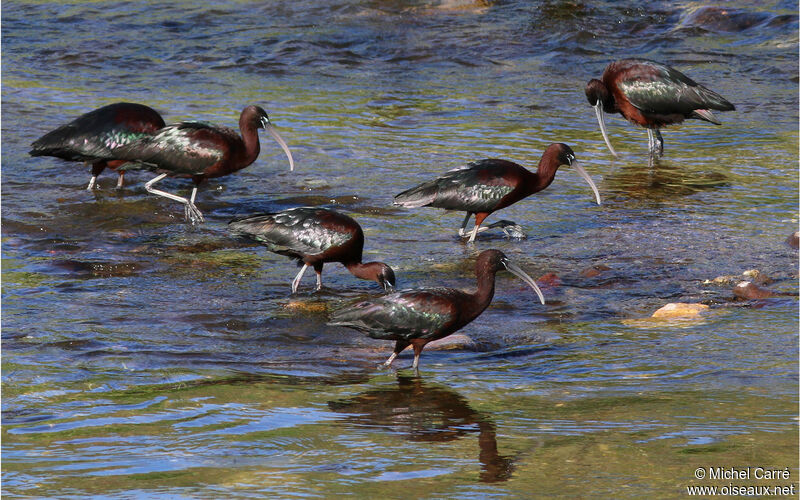 Glossy Ibis