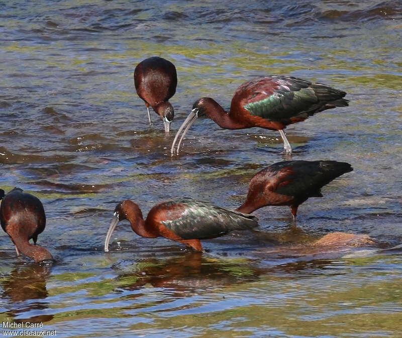 Ibis falcinelleadulte nuptial, pêche/chasse