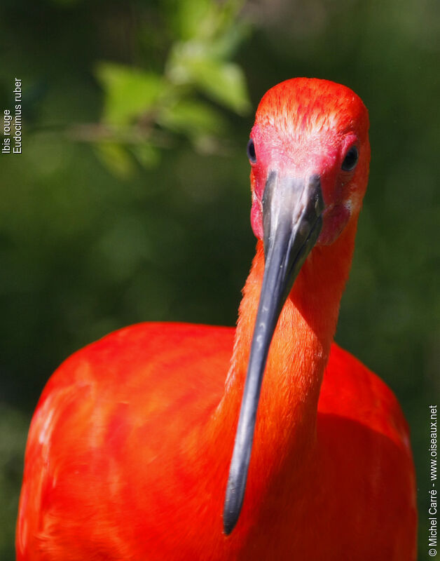 Ibis rougeadulte