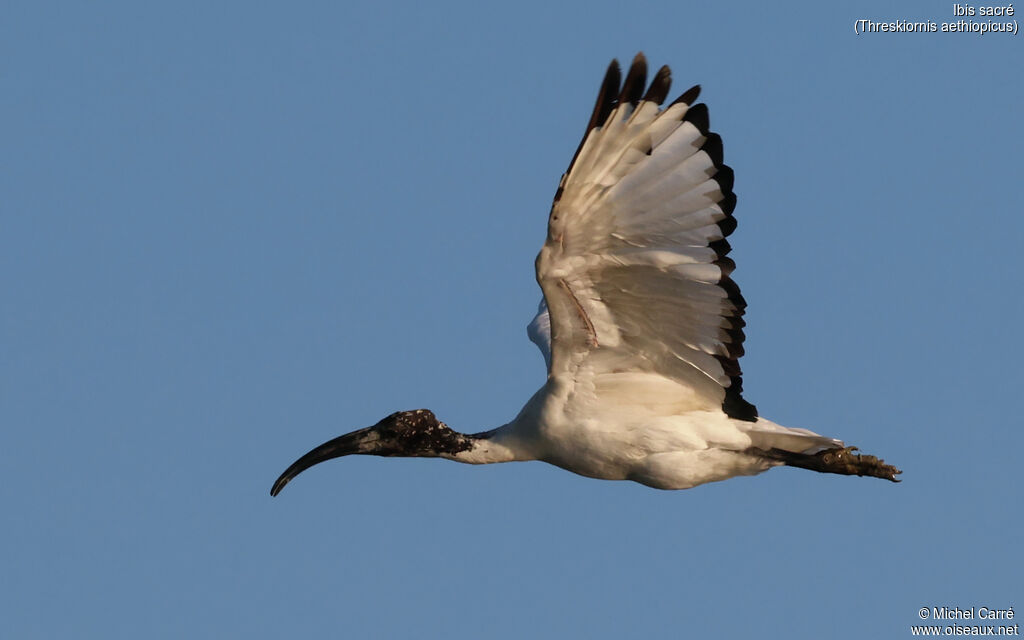African Sacred Ibis