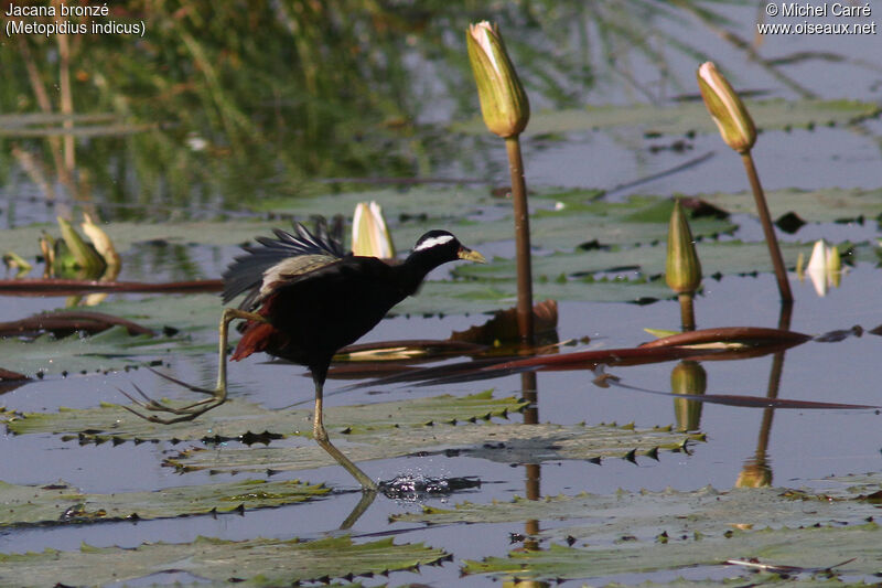 Bronze-winged Jacanaadult, identification, habitat, walking