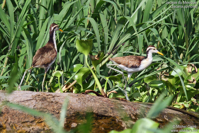 Jacana du Mexiquejuvénile