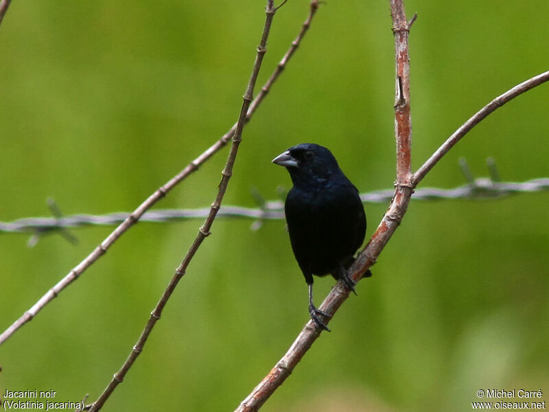 Jacarini noir mâle adulte