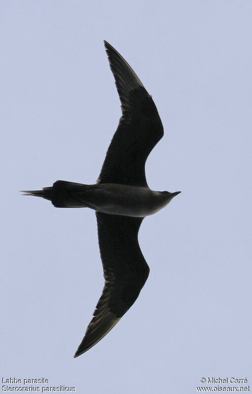 Parasitic Jaeger