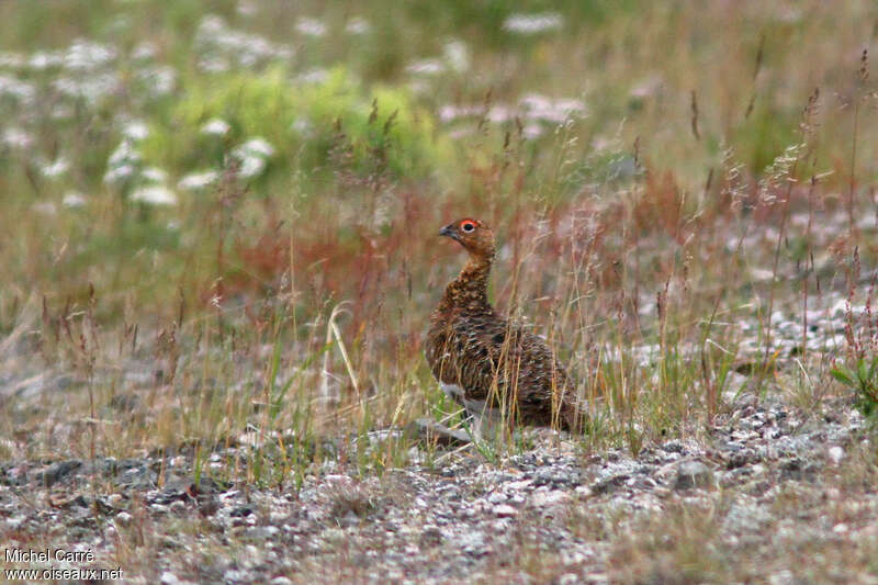 Lagopède des saulesadulte, habitat, pigmentation