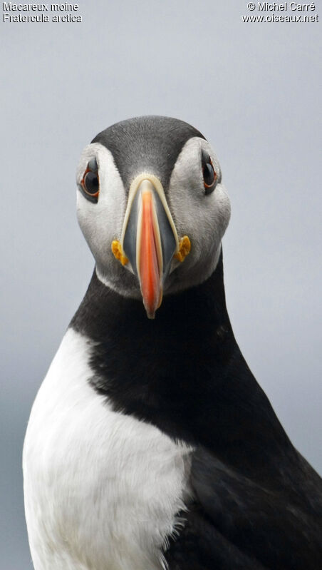 Atlantic Puffin