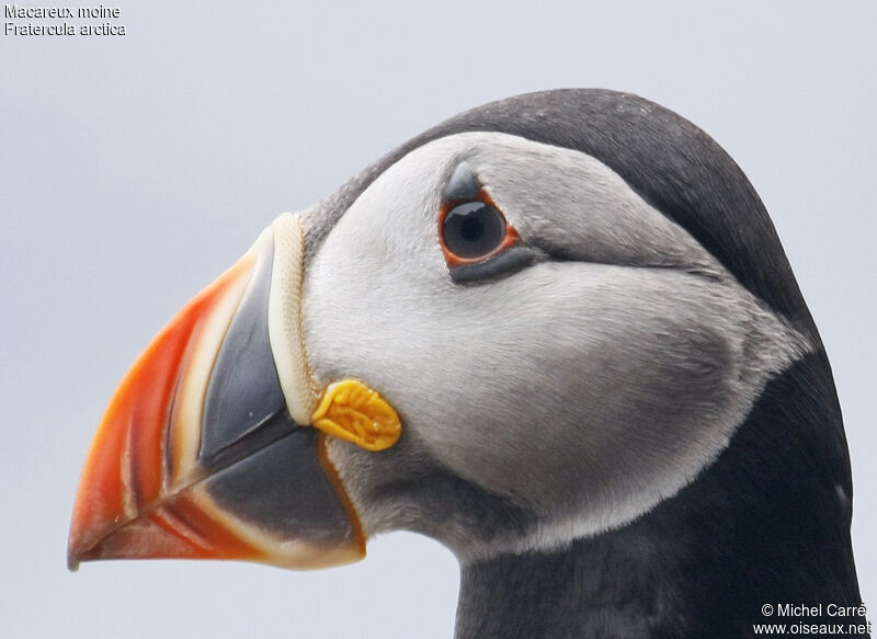 Atlantic Puffin