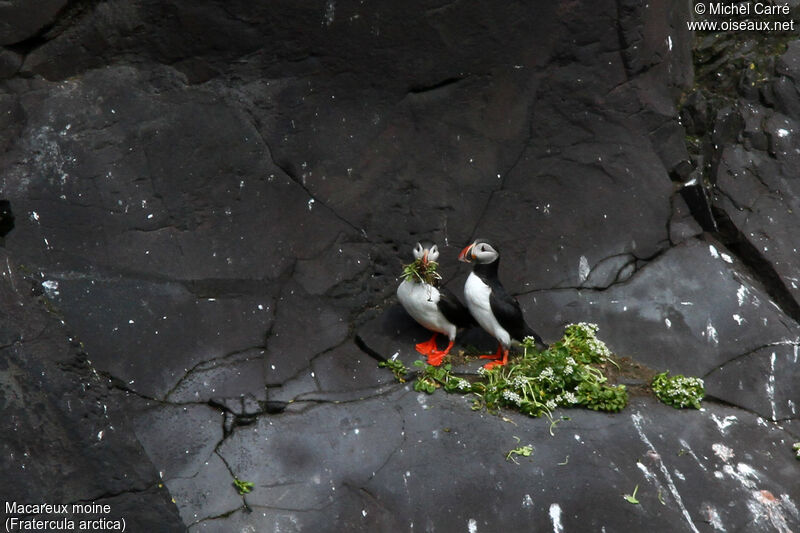 Atlantic Puffinadult breeding, Reproduction-nesting