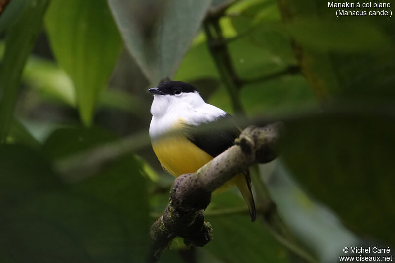 Manakin à col blanc mâle adulte