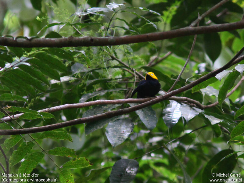 Golden-headed Manakin male adult