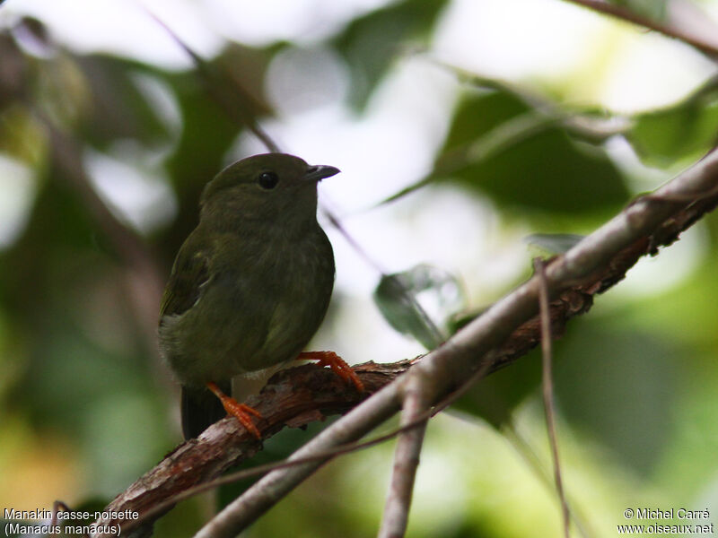 White-bearded Manakin female adult