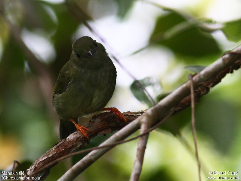 Blue-backed Manakin female adult