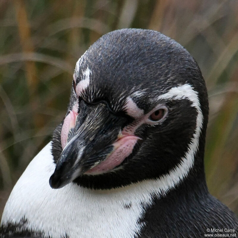 Humboldt Penguinadult