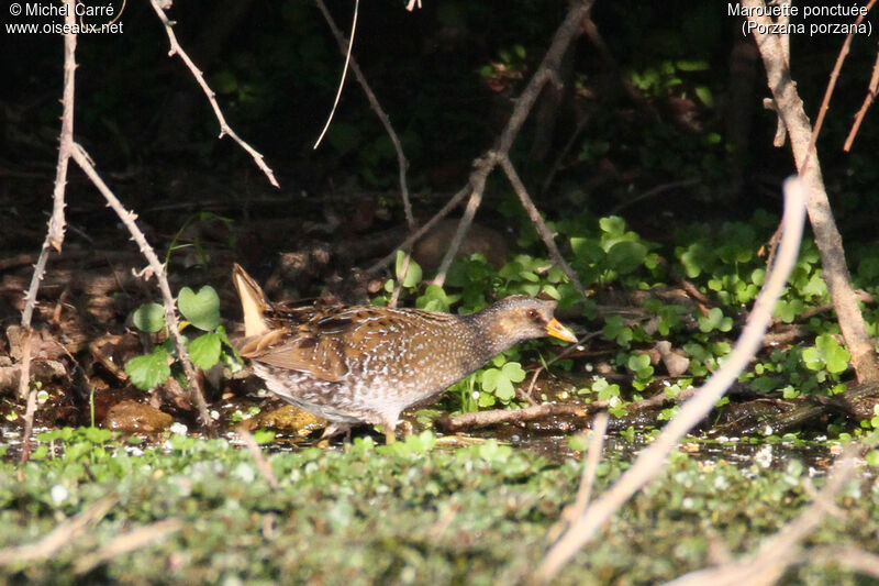 Spotted Crake