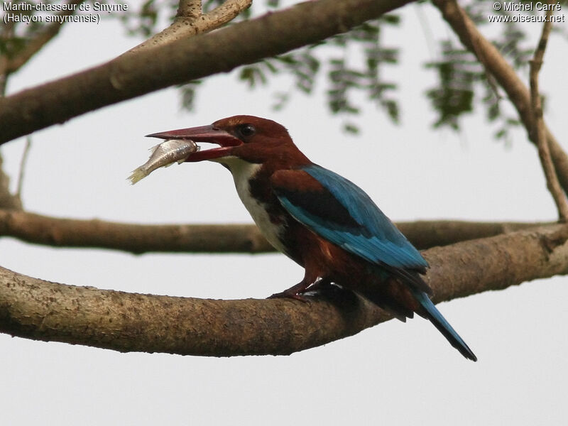 White-throated Kingfisheradult, identification, close-up portrait, feeding habits, fishing/hunting, eats