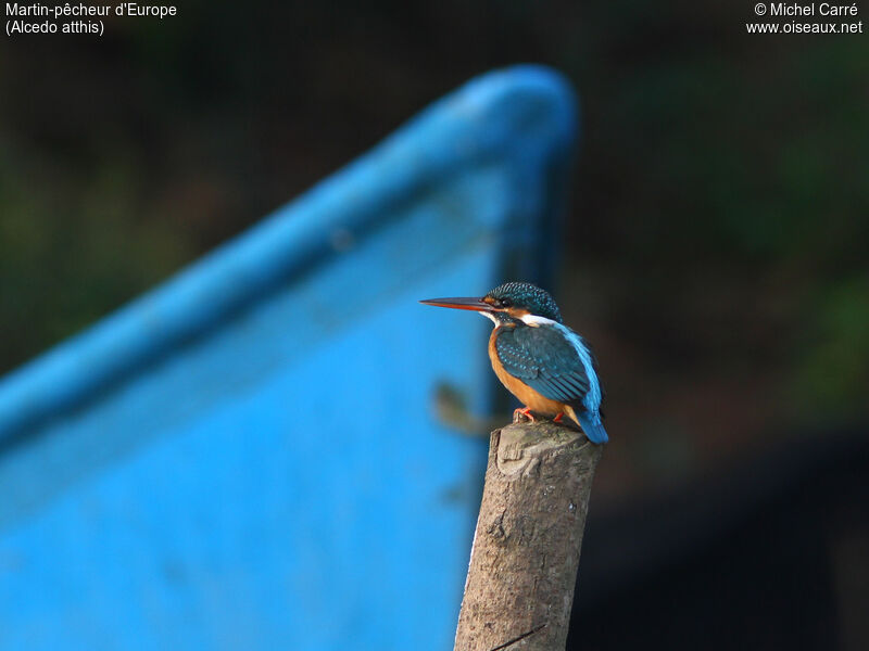 Common Kingfisher female adult, identification, close-up portrait