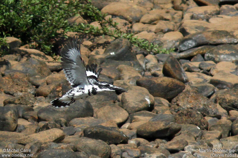 Pied Kingfisher