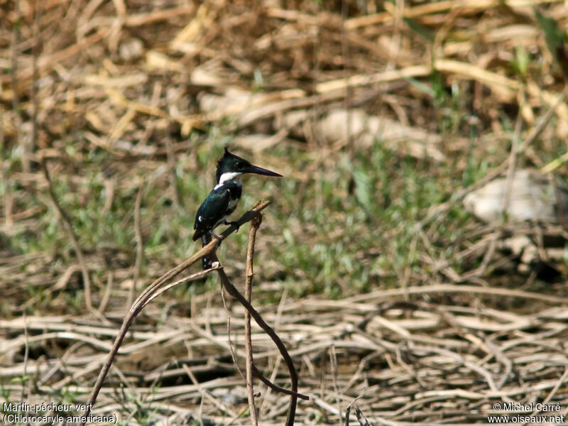 Green Kingfisher female adult