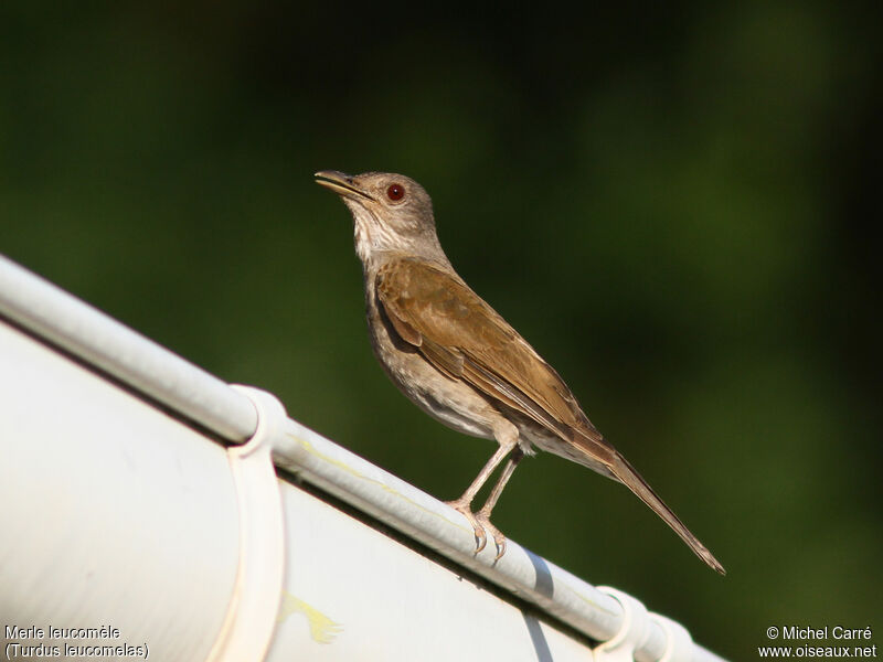 Pale-breasted Thrush