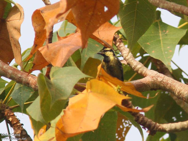 Himalayan Black-lored Tit male adult