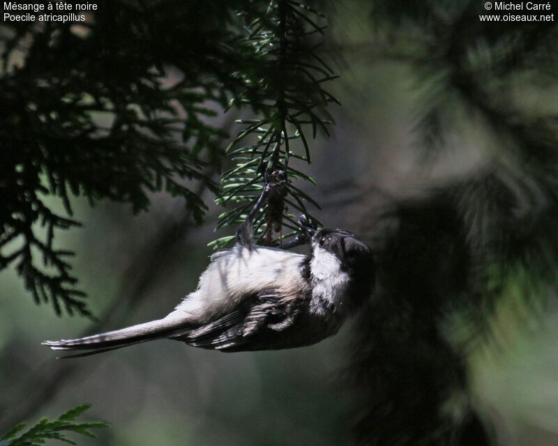 Mésange à tête noireadulte