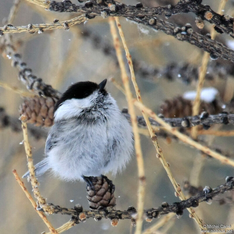 Mésange boréale