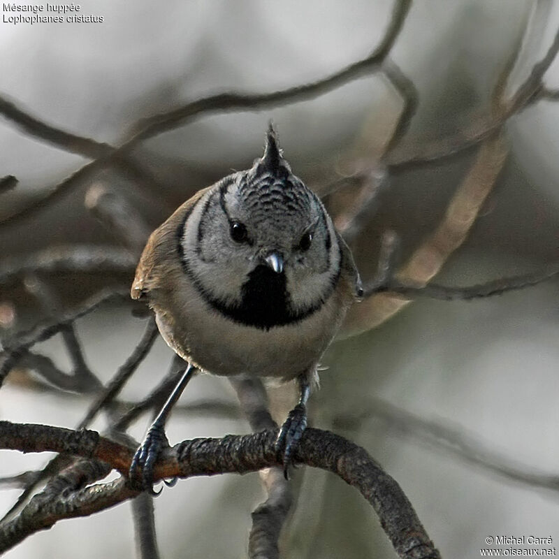 Mésange huppéeadulte