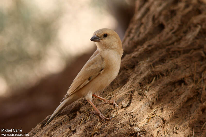 Moineau blanc femelle adulte, identification