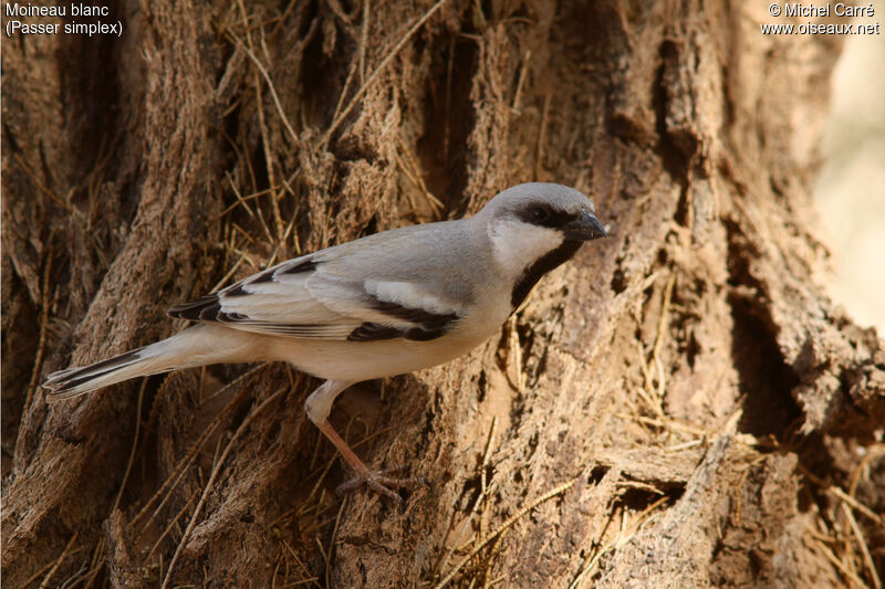 Moineau blanc mâle adulte