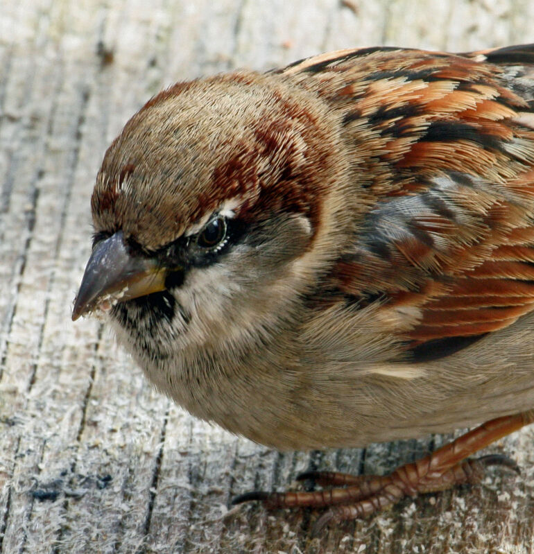 Moineau domestique