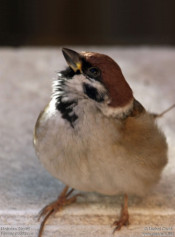 Moineau friquetadulte