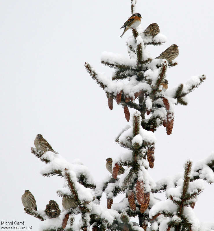 Moineau soulcieadulte, habitat, Comportement