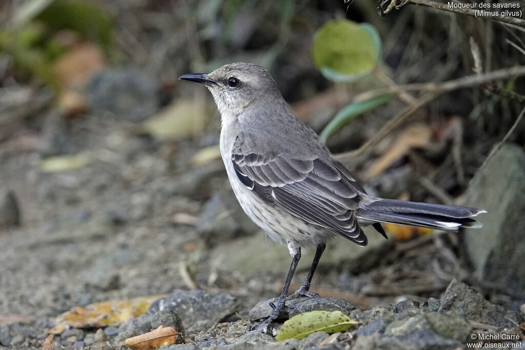 Tropical Mockingbirdsubadult