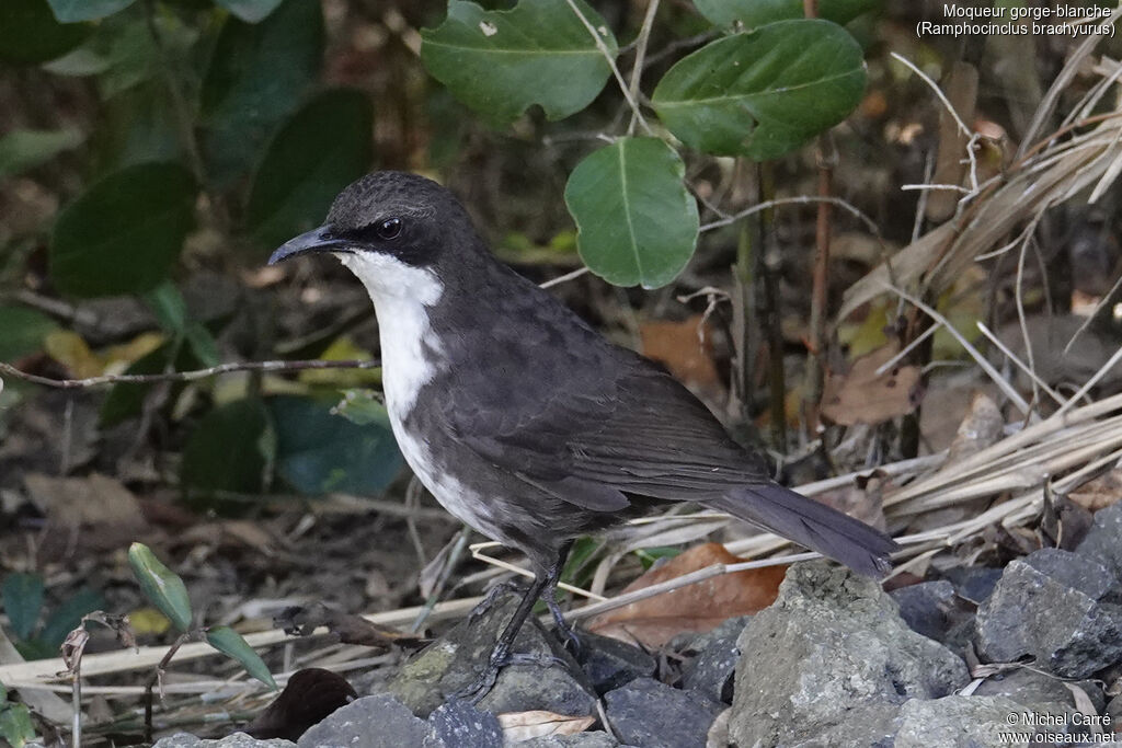 Moqueur gorge-blanche