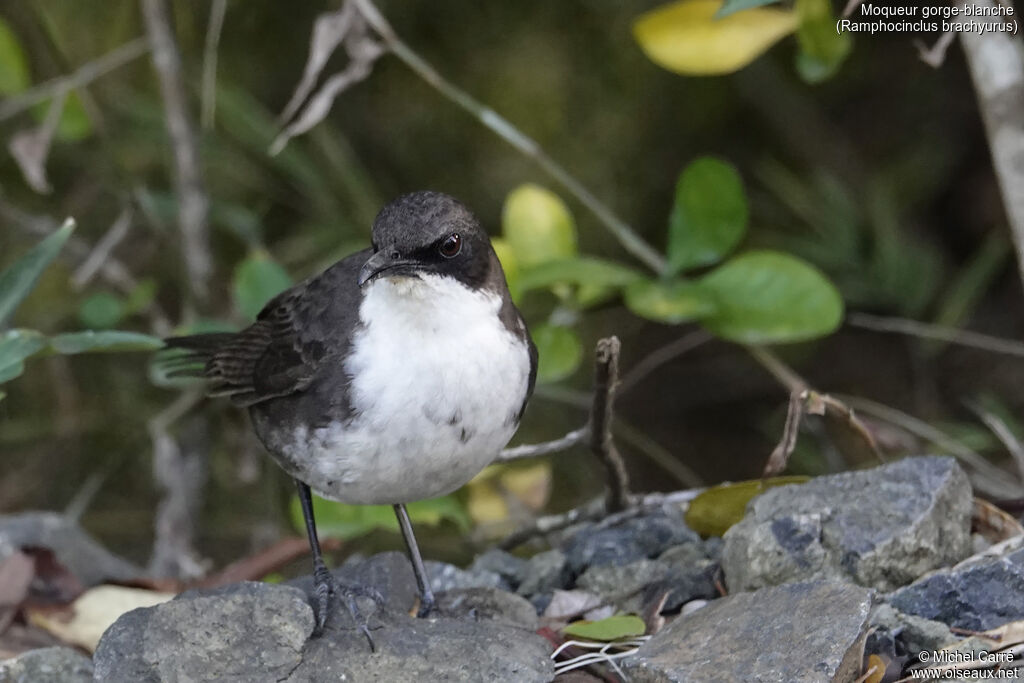 Moqueur gorge-blancheadulte