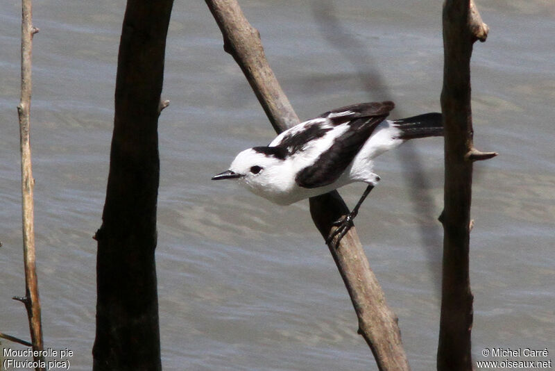 Pied Water Tyrant